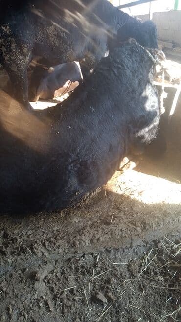 продаю музоо торпок корова самка бык самец айрширская ангус алатауская на забой для разведения на откорм племенные нетель привязанные: Продаю | Бык (самец) | Для разведения | Привязанные — 3