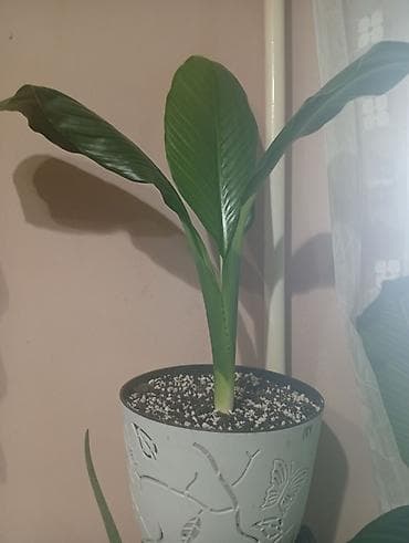 фикус лировидный: Спатифилум сенсация — 2