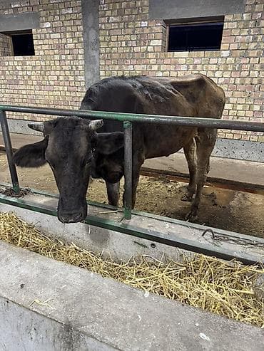 кара балта кой: Продаю | Корова (самка) | Для разведения | Привязанные — 2