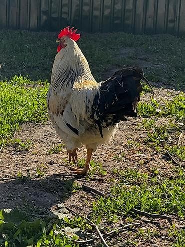 манчкин цена: Продаю | Петух | Для разведения — 1