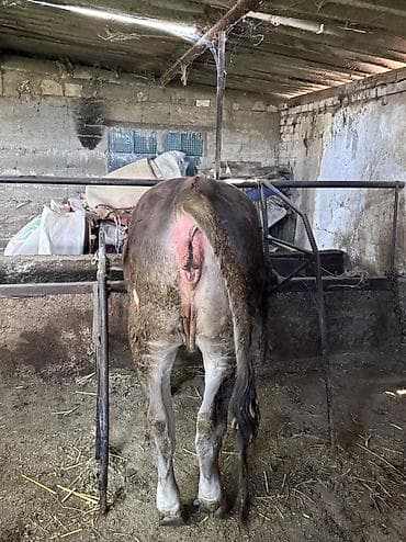 дакан короз шамо: Продаю | Тёлка | Симментальская | Племенные — 9