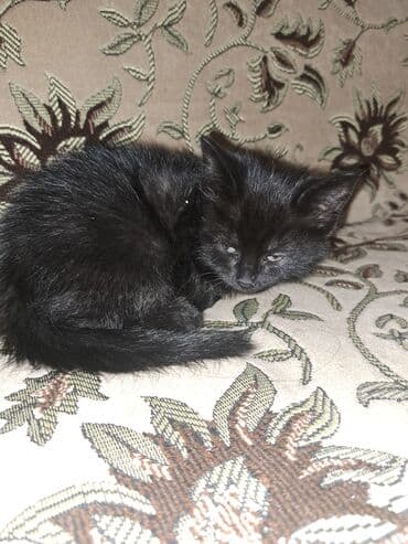 новорожденный котенок: Черные котята - Возраст: примерно 1–2 месяца - Окрас: полностью — 1