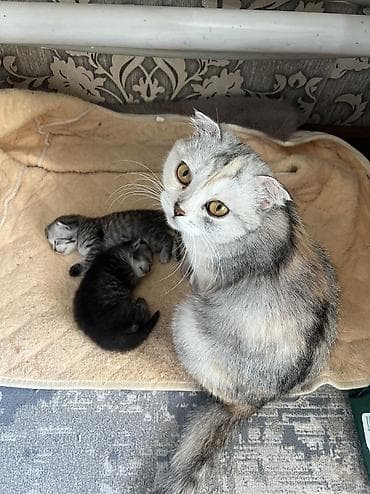 скотиш: Шотландские котята (скоттиш-фолд) от породистой кошки- мамы. На фото — — 1