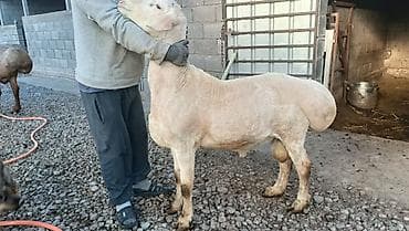 домашний животные: Продаю | Баран (самец) | Арашан | Для разведения — 9