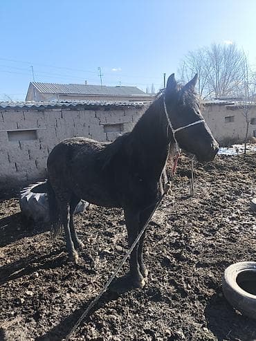 Башка жаныбарлар: Сатам | Тай | Жумушка — 2