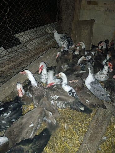 мальтипу в бишкеке: Продаются утки и селезни селезни крупные утки 600 сом селезни 1500 тыс — 2