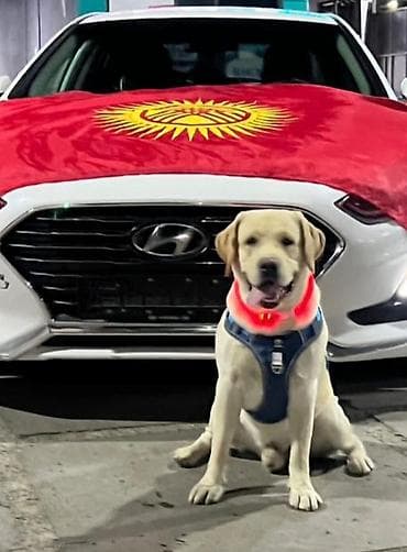 Племенной кобель лабрадор-ретривер для вязки - Порода