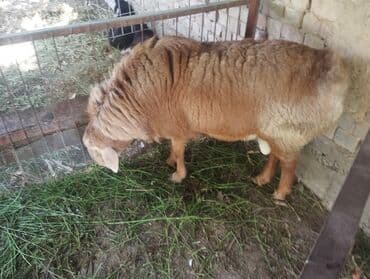 продажа щенков немецкой овчарки с документами в бишкеке: Продаю | Баран (самец) | Для разведения | Племенные — 2