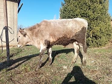 французский бульдог цена: Продаю | Бык (самец) | На откорм | Привязанные — 1