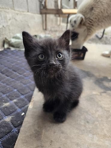 кошеи: Котята 2 черных самца и 1 серая самка Описание: - Милые пушистые — 4