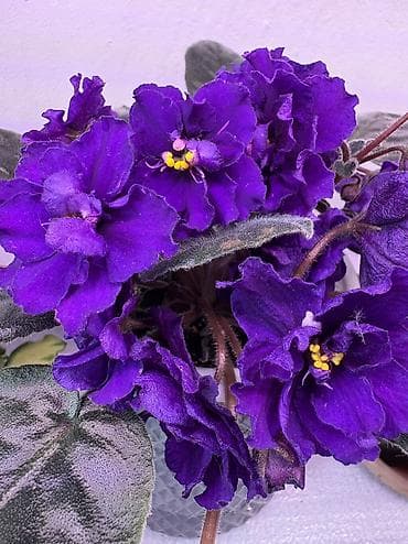 метельчатая гортензия: Сенполии (фиалки) декоративно-цветущие, коллекционные сорта — 4