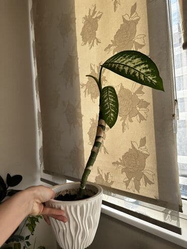 электроножница садовые: Цветы!!! Продаются цветы : живое дерево фикус — 11