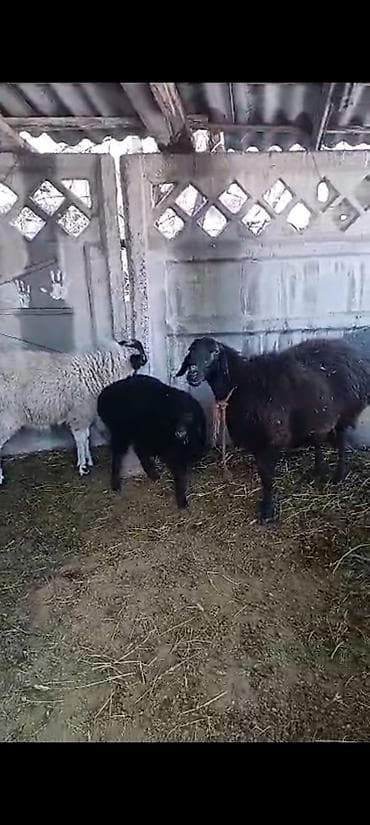 Грызуны: Продаю | Овца (самка) | Полукровка | Для разведения | Матка — 1