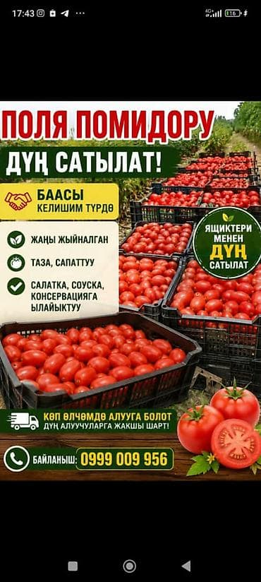 вечная роза: Помидоры Сливки, Оптом, В розницу — 5