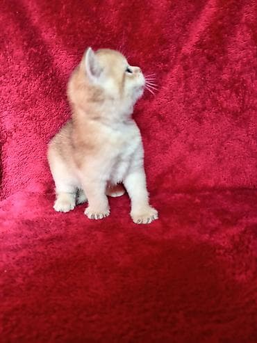 британская лиловая кошка: 💛 Золотое счастье ищет свой дом 💛 Открыто бронирование на шикарного — 10