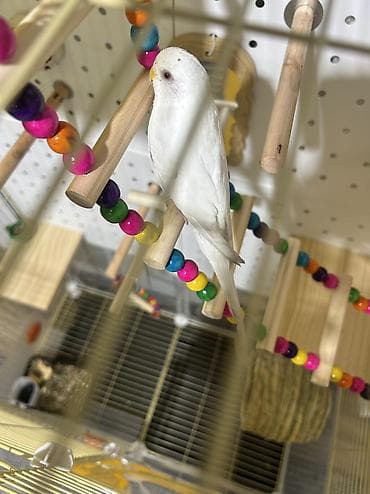 клетка бу: Продаются два волнистых попугая вместе с большой напольной клеткой — 6