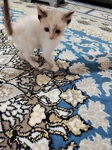 Животные: Котята, домашние. На фото — малыши с короткой шерстью: - Окрас — 3