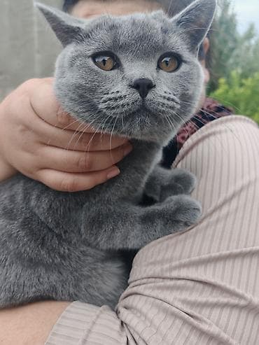 абиссинские коты: Британская короткошёрстная кошка (окрас блю-пойнт/серый) - Порода — 1