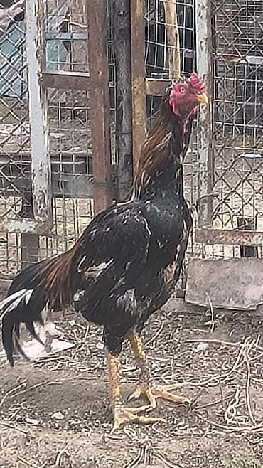 куплю курицы: Продаю | Петух | Бойцовая | Для разведения — 2