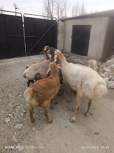 бараны ягненок: Продаю | Овца (самка) | Для разведения | Матка — 4