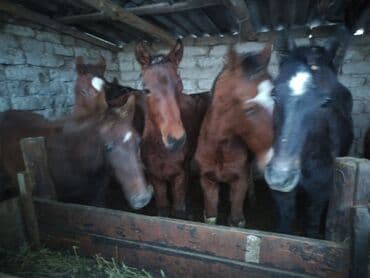 продажа щенков немецкой овчарки с документами в бишкеке: Продаю | Жеребенок | Для разведения — 2