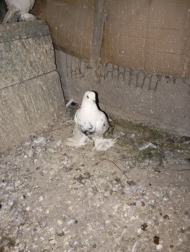 дома на продажу в бишкеке: Забивной самец голубь. не может взлететь сразу играет. обмен — 4