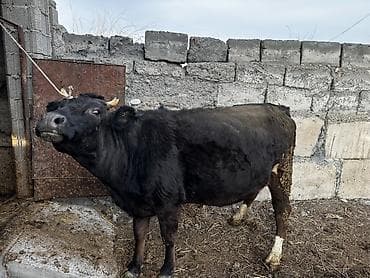 уй малочный: Продаю | Корова (самка) | Для молока | Привязанные — 3