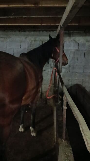 Лошади, кони: Продаю | Кобыла (самка) | Английская, Полукровка | Рабочий — 4