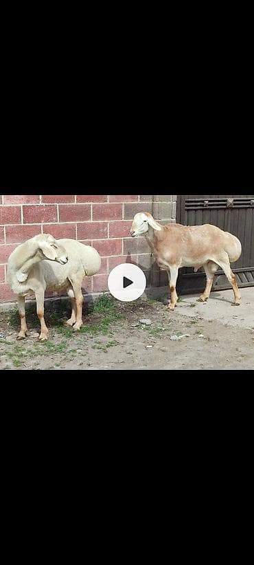 американские були: Продаю | Баран (самец) | Гиссарская | На забой — 2