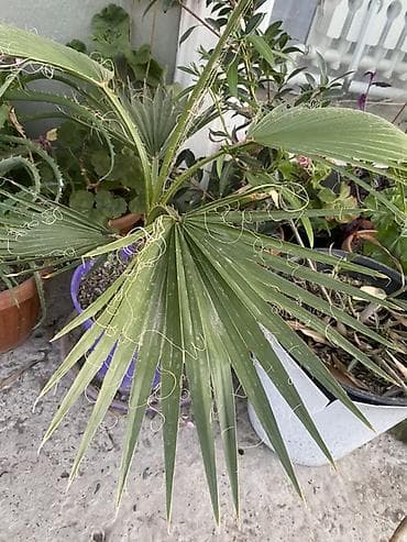 кавер продаю: Комнатные и балконные растения в горшках - Пеларгония (герань — 6