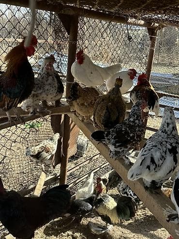 продаю животных: Продаю | Куры | Для разведения — 9