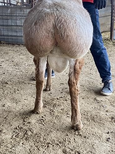 Аквариумдар: Сатам | Ургаачы кой (ургаачы) | Көбөйтүү үчүн | Асыл тукумдуу — 6