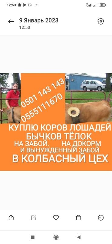 Куплю | Коровы, быки, Лошади, кони | Круглосуточно, Любое состояние, Забитый at lalafo.kg Куплю | Коровы, быки, Лошади, кони | Круглосуточно, Любое состояние, Забитый