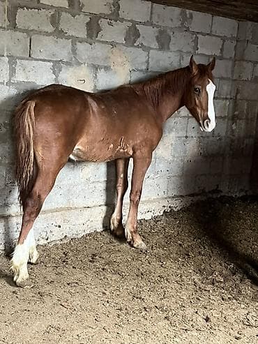 Продаю | Жеребенок | Для разведения