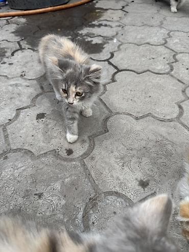 животные кошки: Отдаются в добрые руки милых котята. - Окрас: серо-бежевые — 4