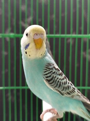 инкубационный яйцо бройлера: Ассаламу алейкум Папугайлар пара🩵💙🦜 сатылат! Клеткасы+корм менен✅ — 3