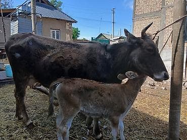 Продам с/х животных: Продаю | Корова (самка) | Для молока | После отела — 2