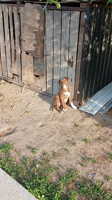 Продажа собак: Питбуль, 2 месяца, Самка — 5