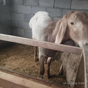 в связи с переездом отдам попугая жако в добрые руки: Продаю | Баран (самец) | Для разведения | Племенные — 5