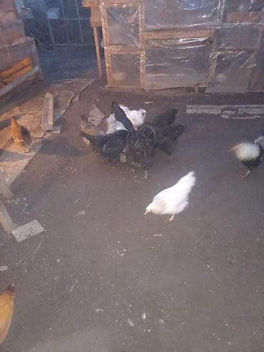 Ветеринар кызматы: Сатам | Тооктор | Көбөйтүү үчүн — 2