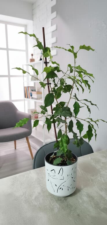 диффенбахию и фикус: Фикусвыращен в домашних условиях, 55 см,всего — 1