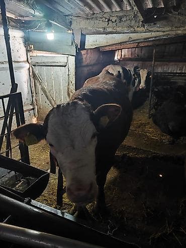 Баран, овца: Продаю | Тёлка | Симментальская | Для молока | Стельные — 2