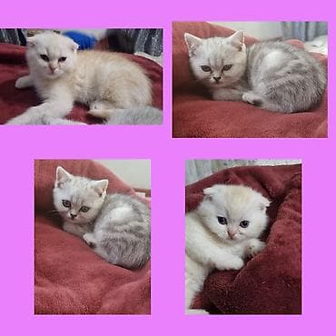 Скотиш Страйт (Шотландиялык тик кулактуу), 2 айлык, Эркек, Кызгыл сары, Лотокко барууга үйрөтүлгөн