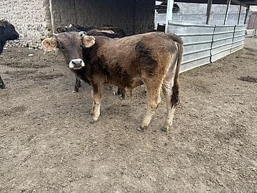 куплю корову на мясо: Продаю | Музоо, торпок | Швицкая, Симментальская | На откорм, Для разведения — 5