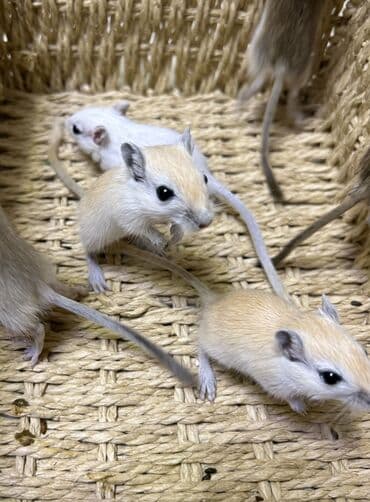 морской свин: Ручные песчанки монгольские. Красивые окрасы, есть девочки и мальчики — 9