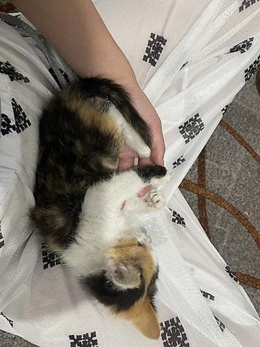 котята простые: Отдам котенка, трехцветка ласковая и тактильная, очень спокойная🤍( — 2