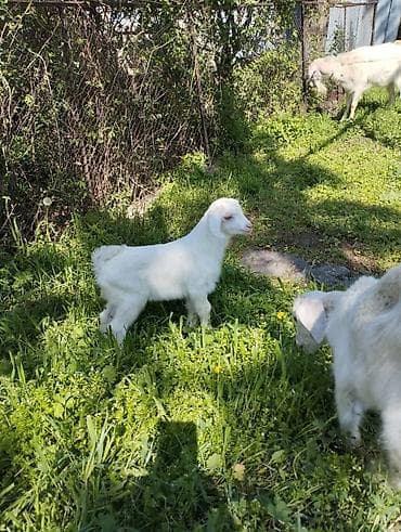 70 сом: Сатам | Улак | Заанен | Көбөйтүү үчүн | Асыл тукумдуу — 3