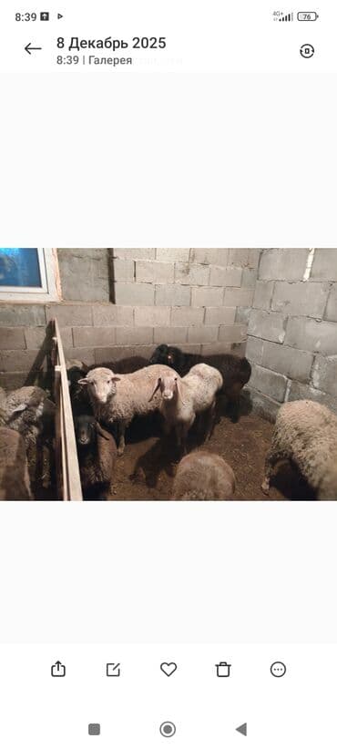 где купить кошку в бишкеке: Смиз козулар сатылат 100 Ден — 4