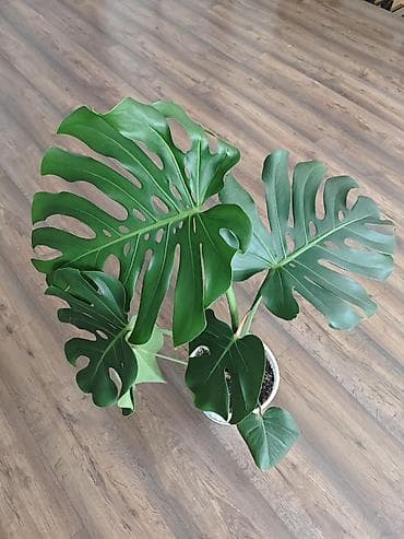 Монстера делициоза (Monstera deliciosa) - Подходит для дома и офиса
