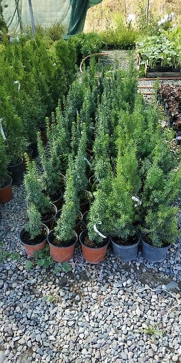 саженцы в оше: Выгодные цены оптом и в розницу растения из Европы. распродажа — 2